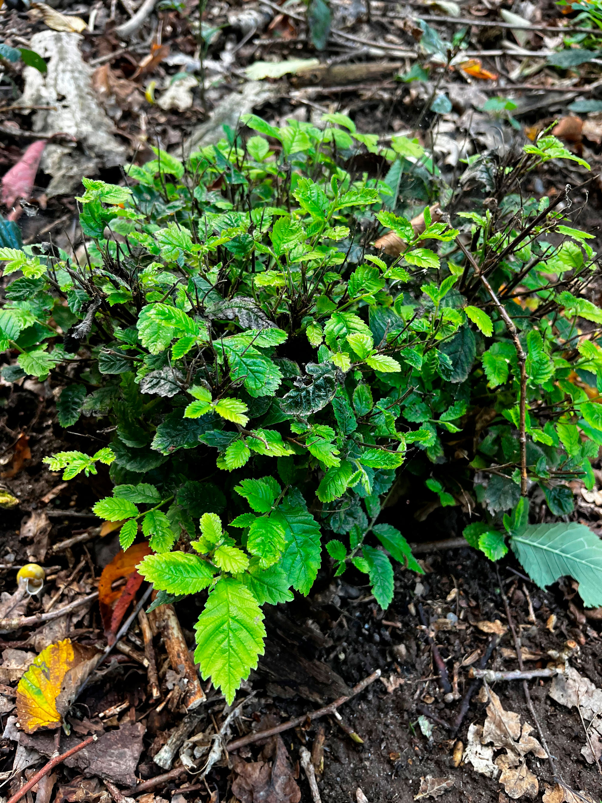 Stub af stævnet træ