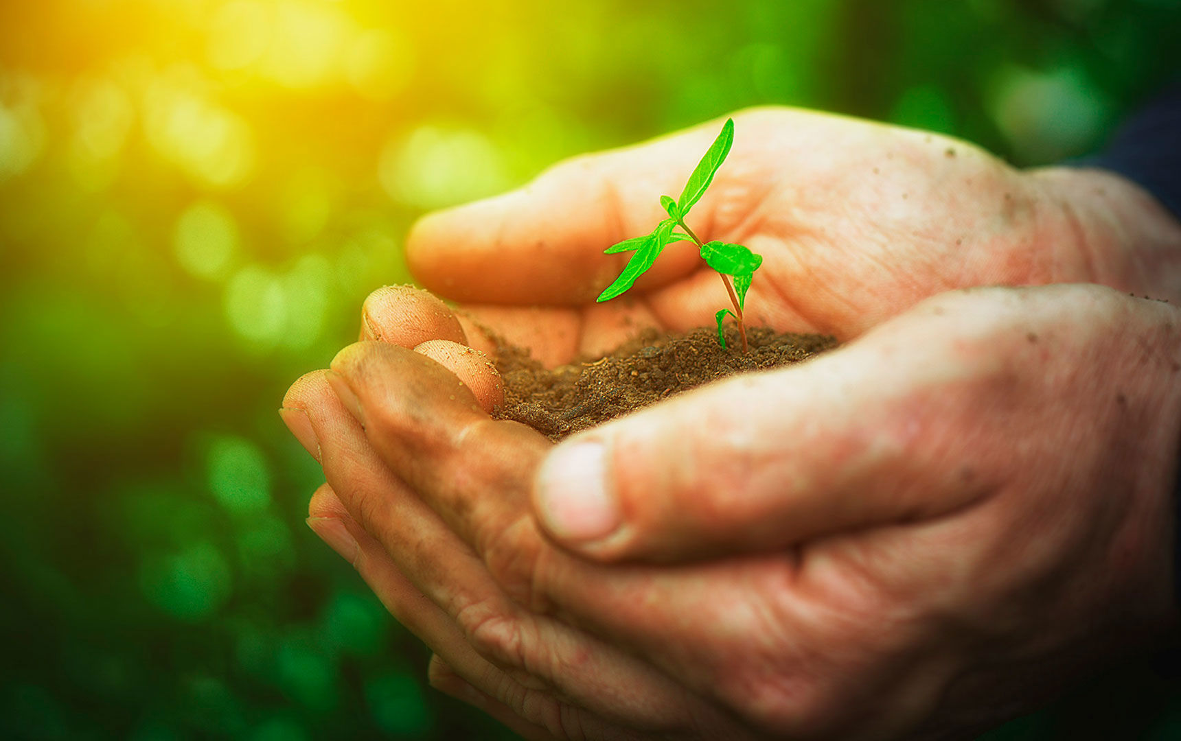 Hænder der holder en plante