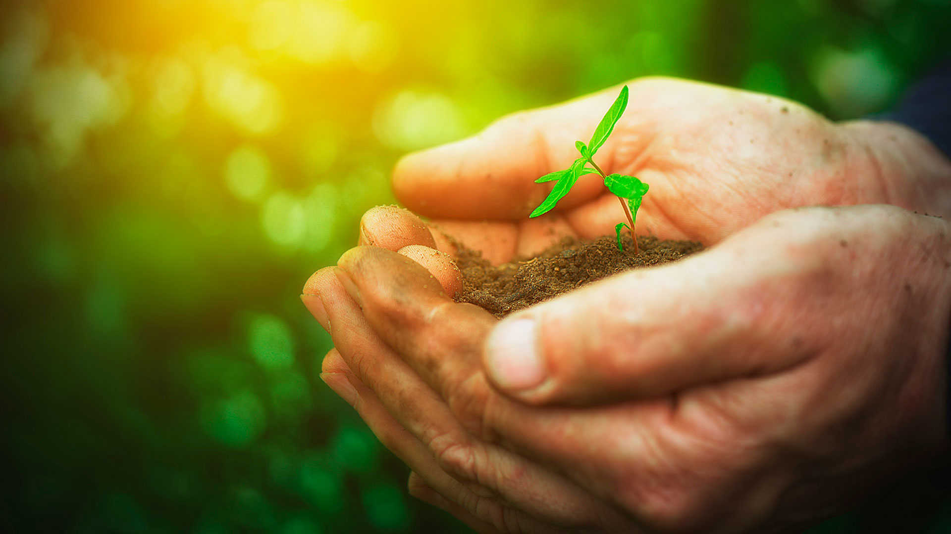 Hænder der holder en plante