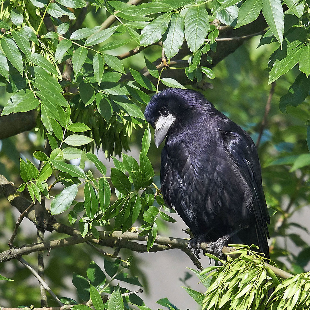 Råger