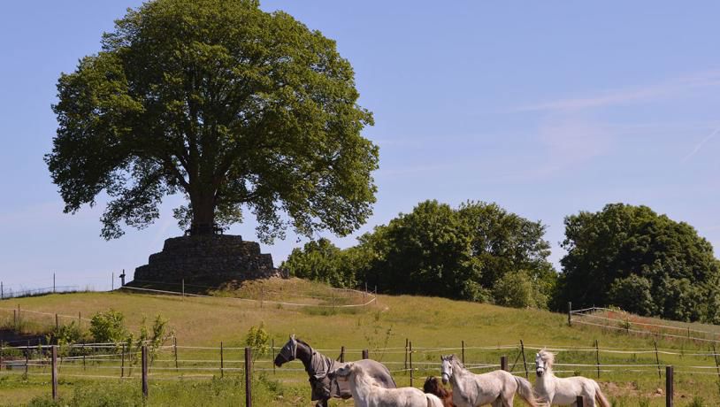 Degnens Høj med heste i forgrunden