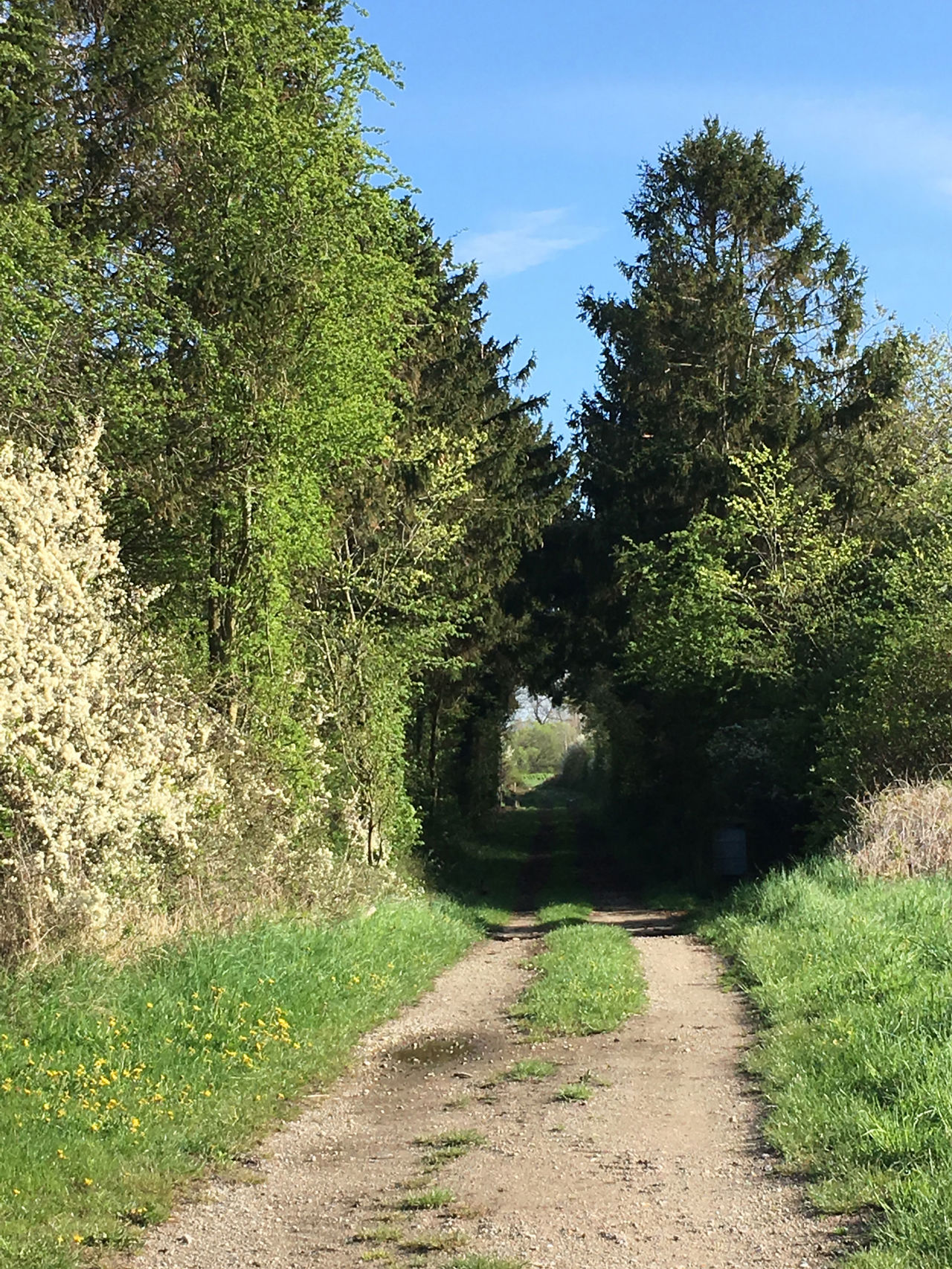 Skovallé i Kogsbølle