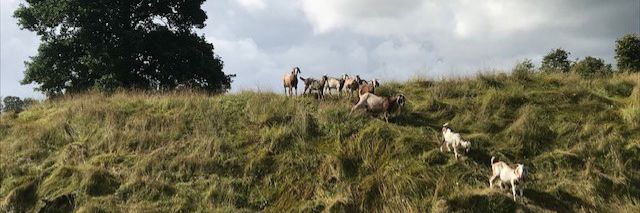 Magelund Voldsted
