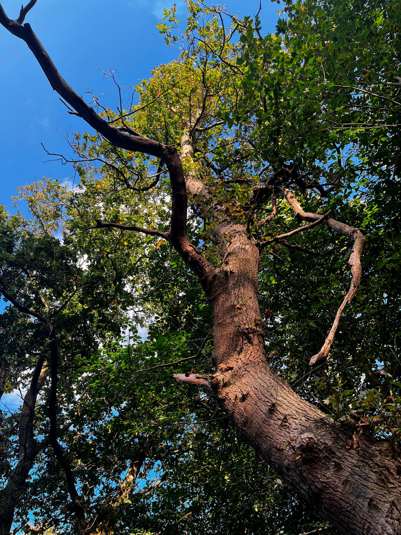 Stort gammelt egetræ