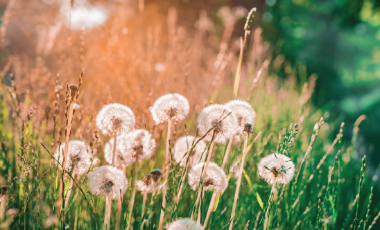 Mælkebøtte frø på en græsmark