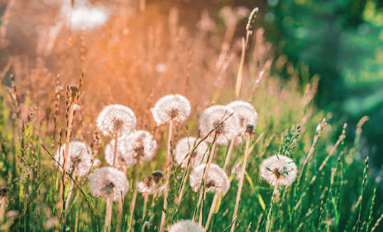 Mælkebøtte frø på en græsmark