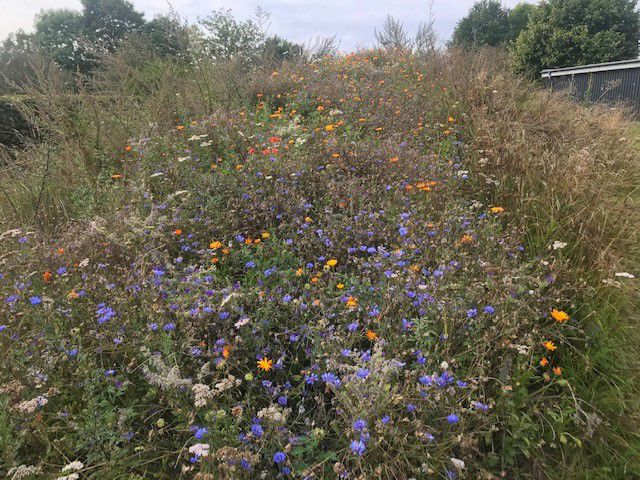 Mark ved Rævebakkeskolen