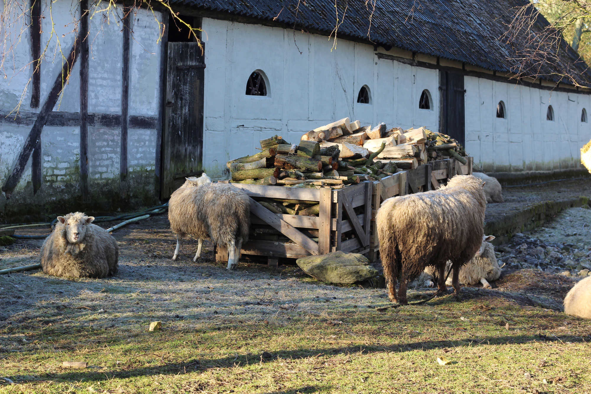 Får på en gård i Kogsbølle