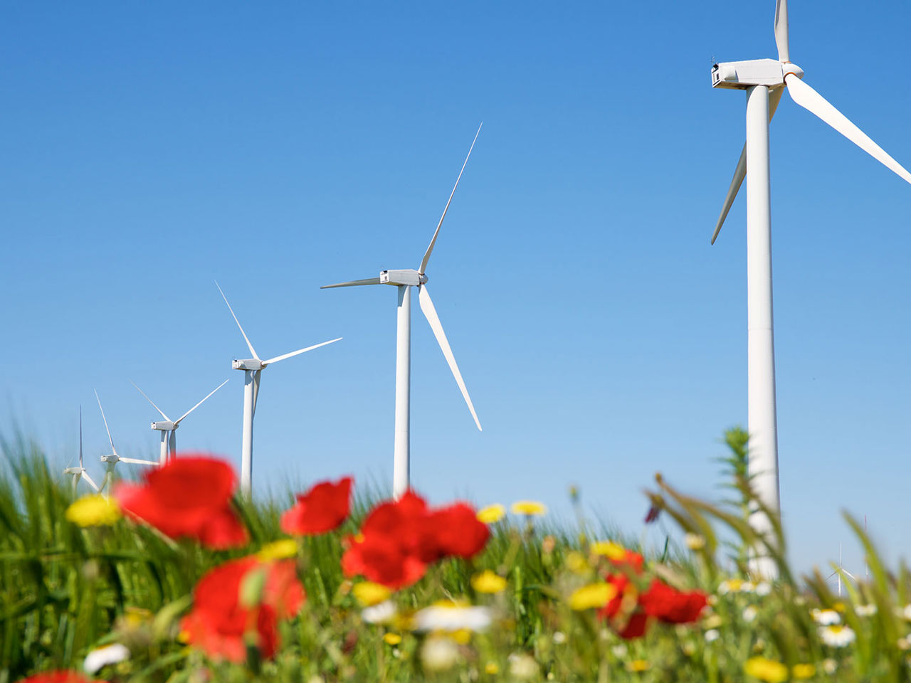 Vindmøller på en blomstermark
