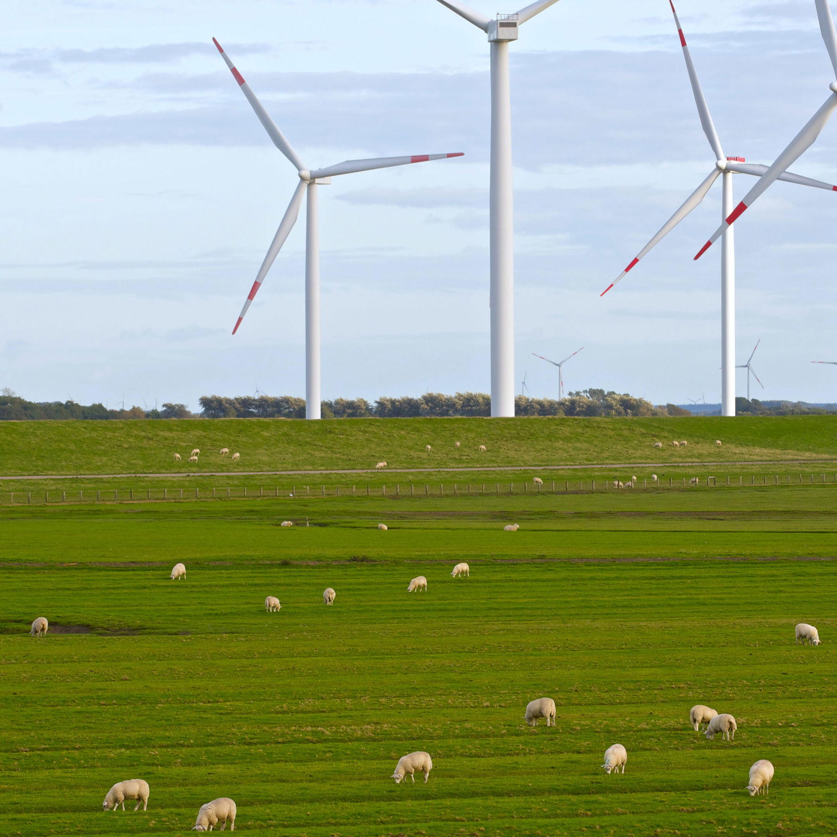En mark med vindmøller og får