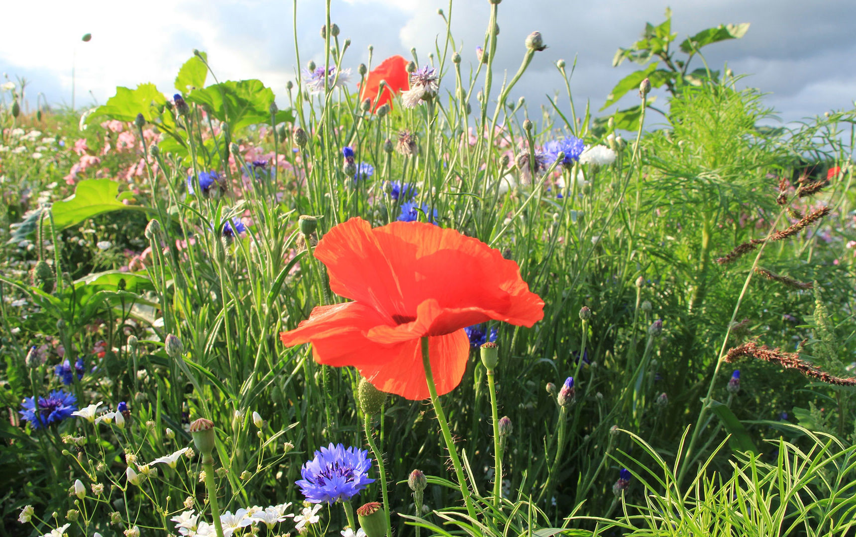 Blomstermark med røde valmuer