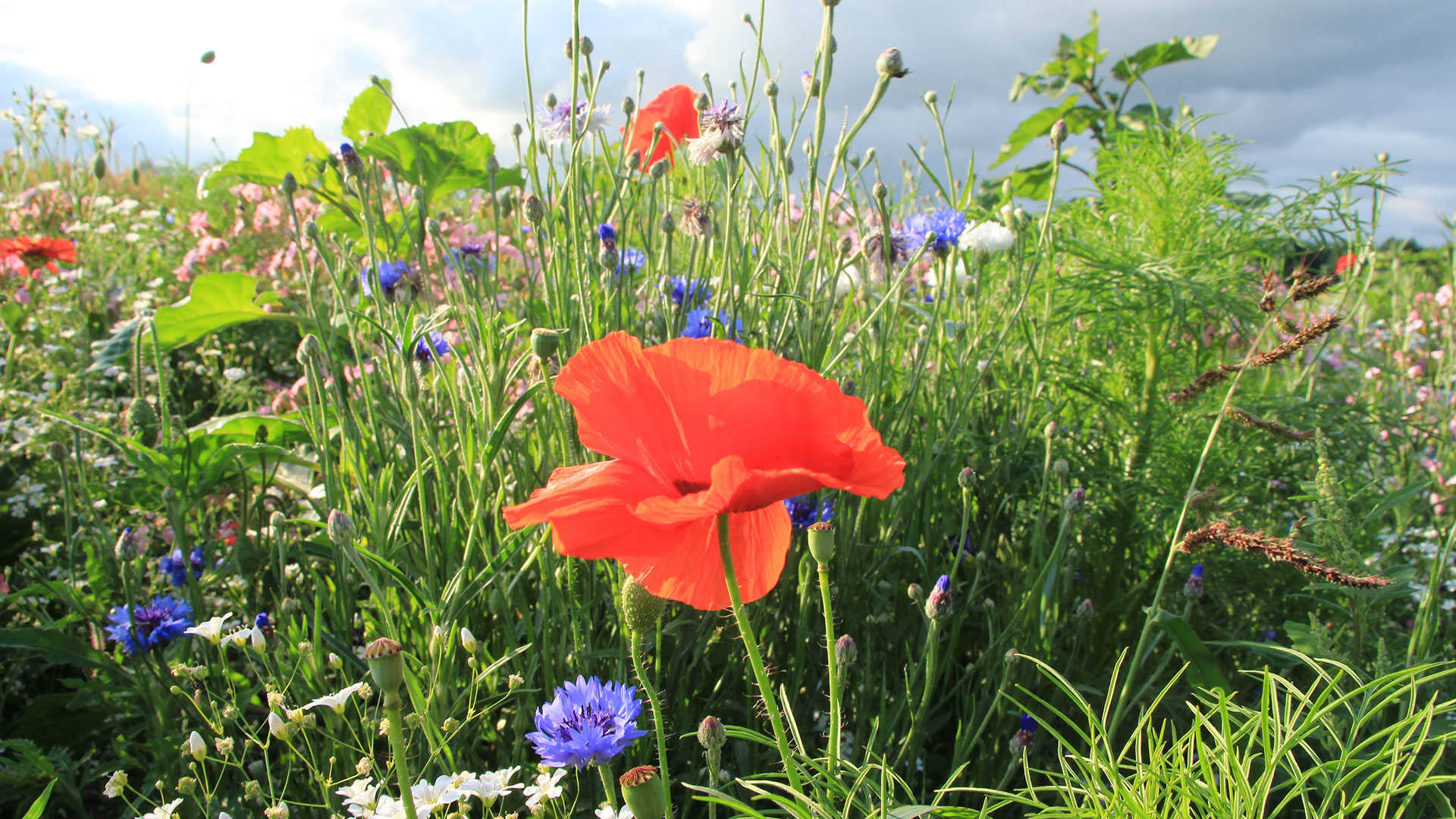 Blomstermark med røde valmuer