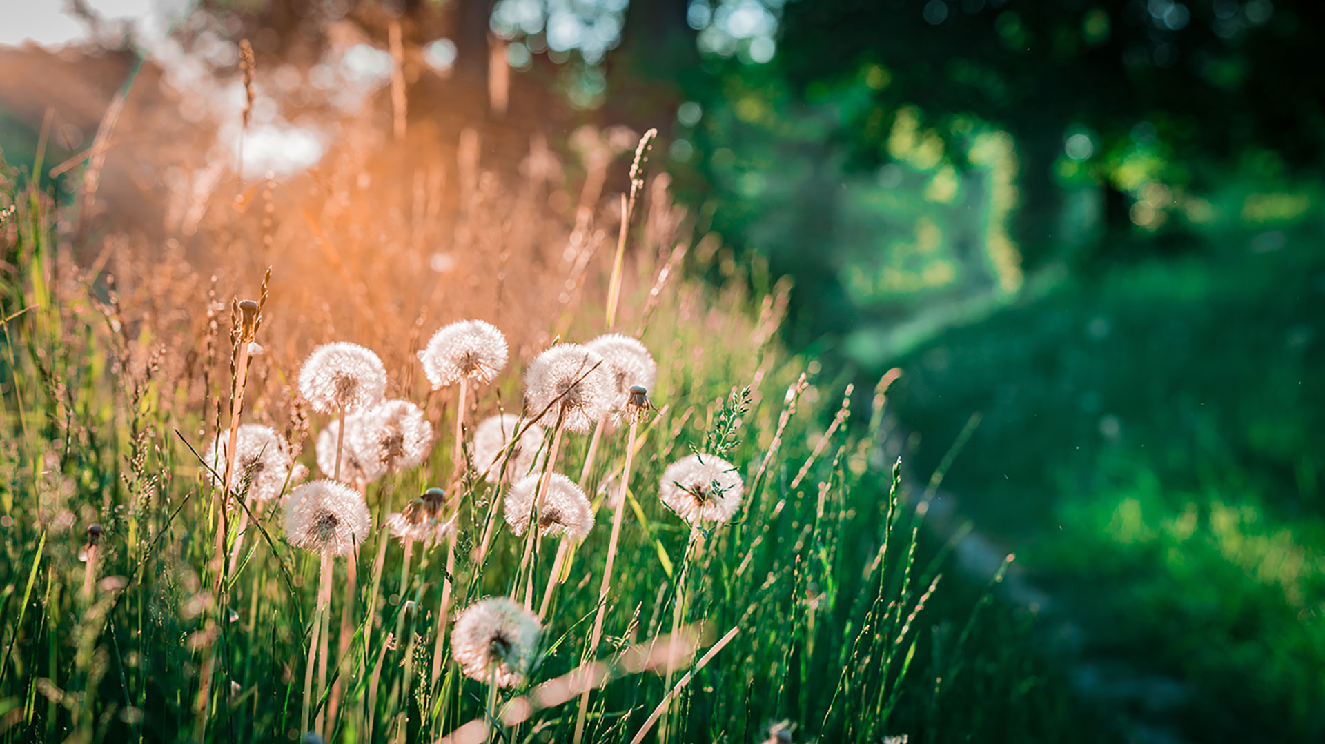 Mælkebøtter på en mark
