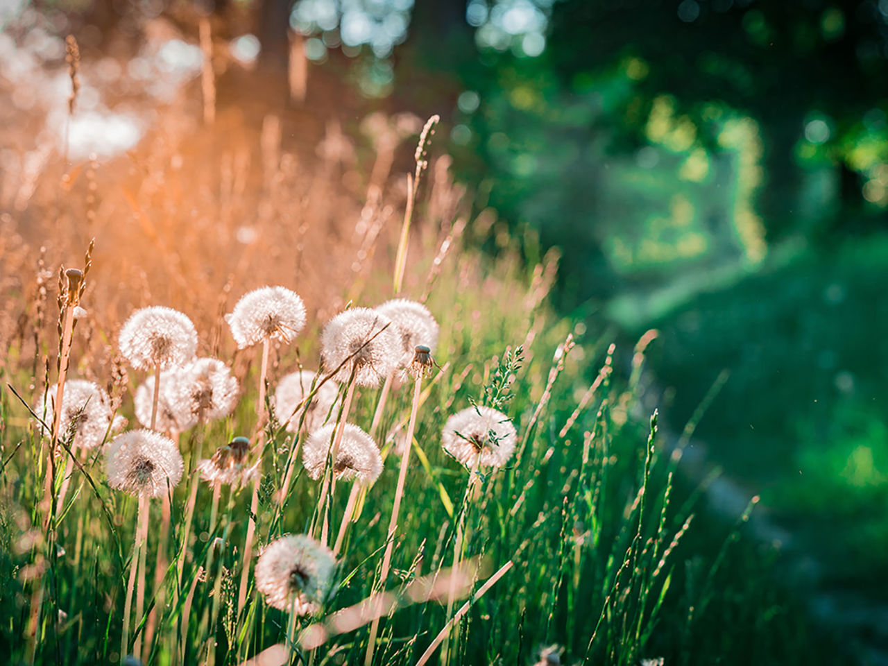 Mælkebøtter på en mark